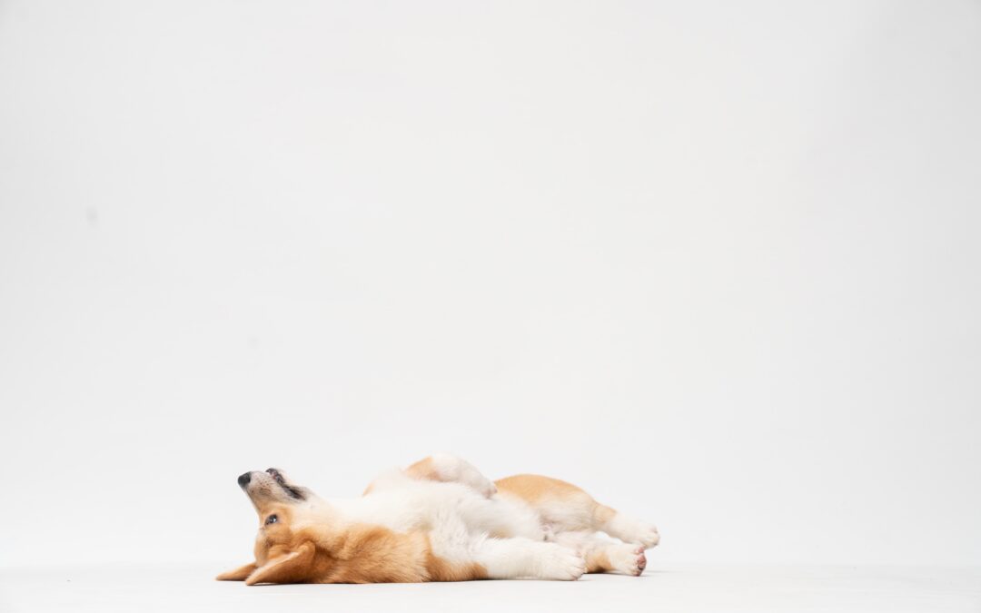 How to look after your pets after you’re gone