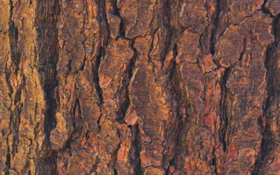 We were amazed at how affordable they were