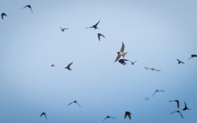 They walked me through my business purchase