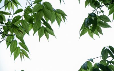 Booklet: Controlling a Family Trust When You Die (Chapter 4 – Putting in place a ‘control structure’)