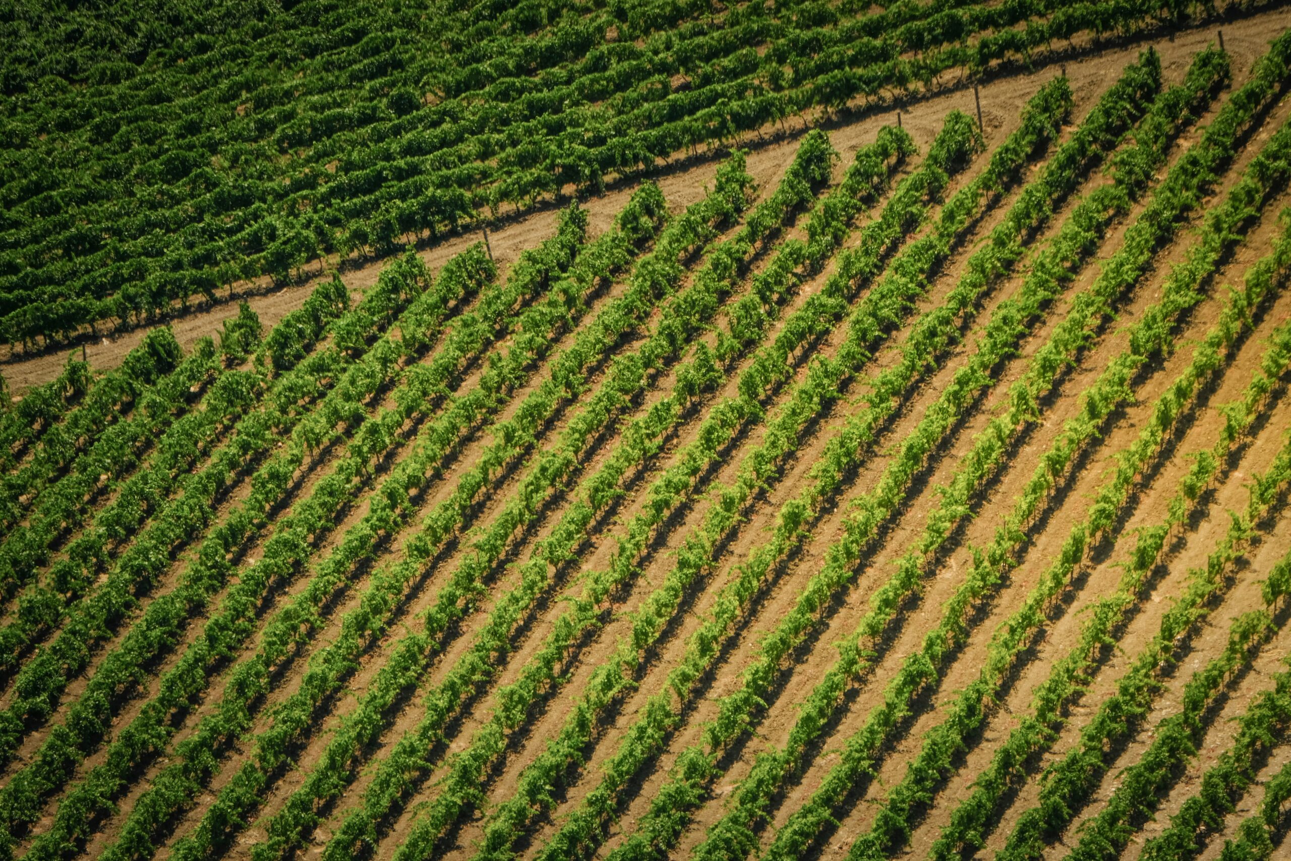 Should you own your farmland in Super?