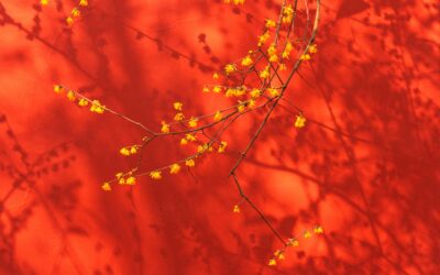 How effective is your Enduring Power of Attorney? You may be surprised…