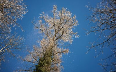 Buy-Sell Agreements Seminar – August 2012