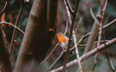 Find out what you can do with a ‘testamentary trust’ in your Will