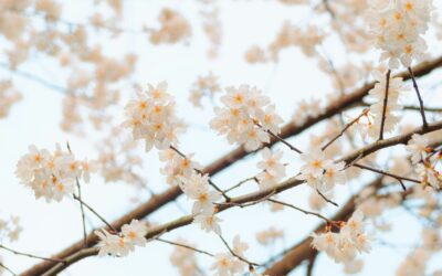 Do I need to apply for Probate?