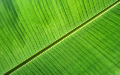 Are you about to pay off your SMSF ‘limited recourse borrowing’ loan?