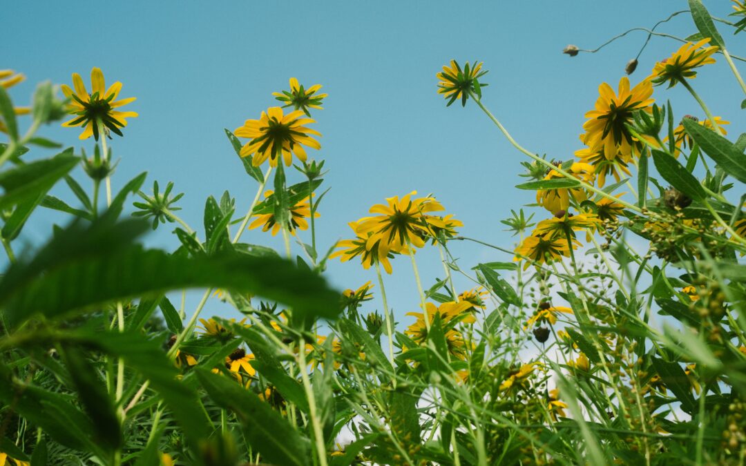 How much should I spend on a Will?