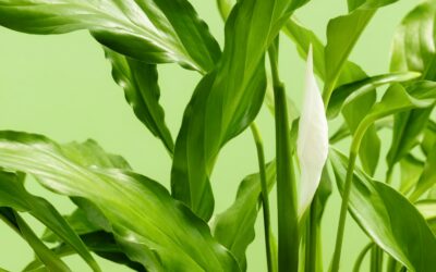 Not happy with someone’s Will? Read how to make a successful challenge.