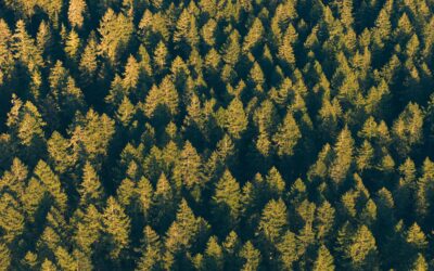 Discretionary Trusts for Dummies