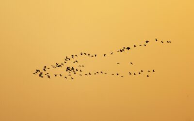 Our good news stories for 2018
