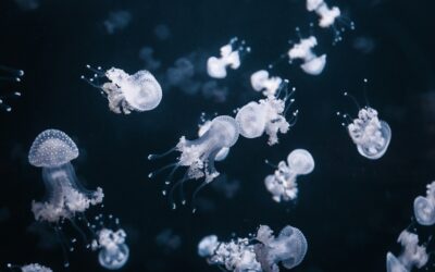 ‘Tag-along’, ‘drag-along’ and other strange rights