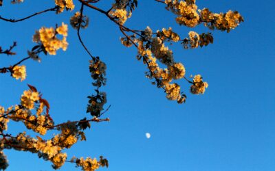 How long does it take to get a Grant of Probate?