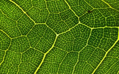 Podcast Review: Kevin Rose with author of ‘Code of Trust’ Robin Deeke