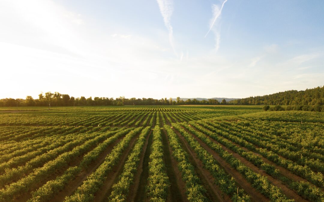 Farm Leases – is a handshake good enough?