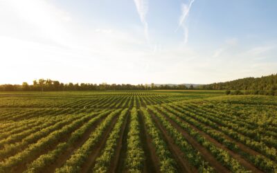 Farm Leases – is a handshake good enough?