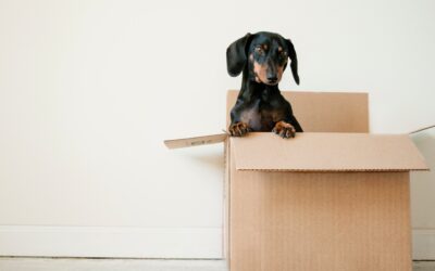 What happens to the family pet when your relationship ends?