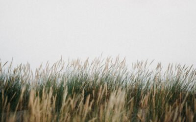 Solution Brief: Individual or Company Trustee? (SMSFs)