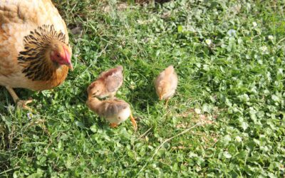 Distributing assets from a family trust to a beneficiary – no stamp duty in SA