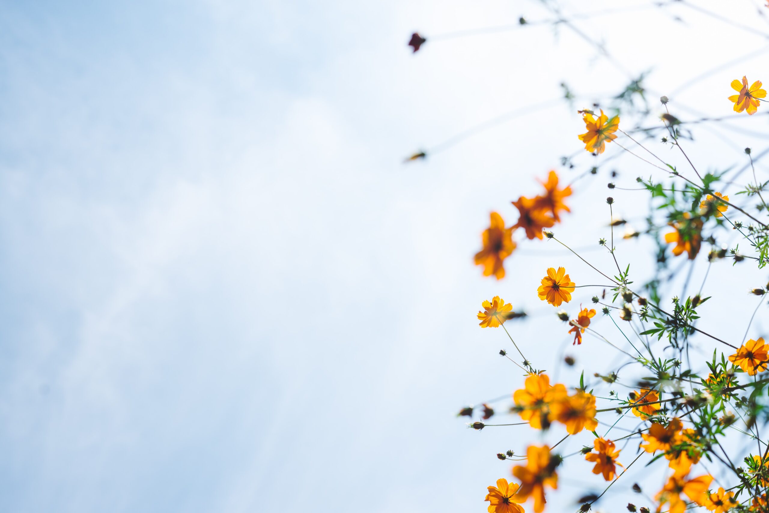 Starting your Organisation