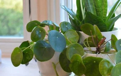 Bucket vs Banker: How the right company structure can supercharge your family wealth strategy 